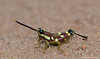 Mopla guttata Henry, 1940: male, lateral view (in field). (Otu).