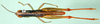 CollectionObject 1501274; cee0169b-f936-4e32-816c-fcabc02ff5a6, DORSA BA000091S01: male, dorsal view (holotype). (CollectionObject).