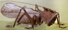 CollectionObject 1536184; NMBA 3225451, 660595b2-f074-4ecf-bedb-e1fe1caf1211: male, lateral view. (CollectionObject).