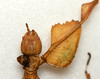 CollectionObject 1561212; d1855369-4d0b-40af-afd1-1453bc99f988: copyright CAU Beijing. female, right foreleg (holotype). (CollectionObject).