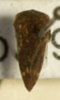 Habitus, dorsal view: !! display not done !! on Entylia bactriana Germar, 1835: (Observation).