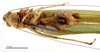 CollectionObject 1578264; 0590b300-6e1a-4c48-b1d4-ef5fde9e7939: male, ventral view (paratype). (CollectionObject).