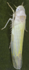 Habitus, dorsal view on Edwardsiana plurispinosa (Wagner, 1935): Habitus (female). (Observation).
