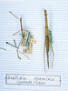 CollectionObject 1563734; 34a4a70b-140f-4713-82ec-e623be98e296: copyright MNHN, Paris. male and female (syntype). (CollectionObject).