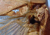 CollectionObject 1522462; 1380b0ea-7a29-400d-90df-75af78fcaa48, ANSP5325: male stridulatory apparatus (holotype). (CollectionObject).