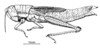 Zygoclistron trachystictum Rehn, 1905: Fig. 43. female habitus. (Otu).