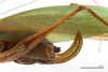 CollectionObject 1538157; 974d3327-bc1a-4e86-8c7f-fccf643c78aa: ovipositor, lateral view (holotype). (CollectionObject).