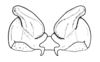 Conometopus sulcaticollis (Blanchard, 1851): Fig. 20. epiphallus, dorsal view. (Otu).