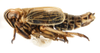 Habitus, lateral view on Dicranotropis (Leimonodite) beckeri Fieber, 1866: (Observation).