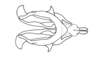 Dichroplus obscurus Bruner, 1900: Fig. 10. whole phallic complex, without epiphallus, dorsal view. (Otu).