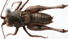 CollectionObject 1539759; e02c27ef-619d-4cc6-81ed-5b402dde6b34: male, dorsal view (holotype). (CollectionObject).