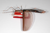 CollectionObject 1560333; 9e58c4eb-c85e-4ddc-9e51-df1ecc386824: copyright MNHU, Berlin. female, dorsal view (paratype). (CollectionObject).