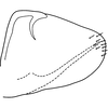 Pygofer, lateral view on Asymmetrasca reflexilis Liu & Zhang, 2014: Pygofer, lateral view. (Observation).