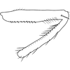 Other on Brevivalvala melanosticta Dai, Qu & Yang, 2016: Profemur and protibia, anterior view. (Observation).