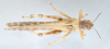 CollectionObject 2867364; f346ae01-41a3-4fc2-a28e-c25fe9f773c9, CNCI 981538: Schistocerca gregaria. Dorsal view. (CollectionObject).