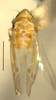 Habitus, dorsal view on Erythridula zephyr (Ross & DeLong, 1953): Habitus (holotype, INHS collection). (Observation).