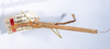 CollectionObject 1557517; 6e374b2c-5822-4b99-ba15-0119be8c3fcd: copyright ANSP. male, dorsal view (holotype). (CollectionObject).