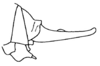 Decma (Idiodecma) birmanica (Bey-Bienko, 1971): Fig. 14. male abdomen tip, lateral view. (Otu).