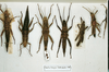CollectionObject 1557600; 00267b3a-09ff-4449-ab89-807a471d90e8: copyright MNHN, Paris. female (holotype, on left). (CollectionObject).