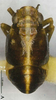 Habitus, dorsal view: !! display not done !! on Bambusicaliscelis fanjingensis Chen & Zhang, 2011: (Observation).