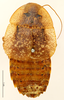 CollectionObject 1587354; MNHN(SF IMPORT DUPLICATE) MNHN-EP-EP3452, 9b6f340d-900e-4cec-a72c-9583fccb99ba: CC BY-NC-ND 4.0/MNHN - Depraetere Marion - 2014. Type, female, of patinifera Bolívar, 1897. Specimen number: MNHN-EP-EP3452. http://coldb.mnhn.fr/catalognumber/mnhn/ep/ep3452. (CollectionObject).