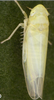 Habitus, dorsal view on Emelyanoviana mollicula (Boheman, 1845): Habitus (female). (Observation).