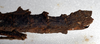 CollectionObject 1558172; 8948cf4d-207b-4e67-b86b-569924ea49cf: copyright NMW, Vienna. female: end of abdomen, lateral view (syntype). (CollectionObject).;CollectionObject 1558173; 08870ce4-b04c-4543-a31f-b1409d0348f5: copyright NMW, Vienna. female: end of abdomen, lateral view (syntype). (CollectionObject).