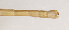 Clonaria nana (Mishchenko, 1941): St. Petersburg. male, end of abdomen, dorsal view (holotype). (Otu).