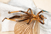 CollectionObject 2602181; 6e5c7ae2-6b2d-4749-83bf-67cc330e0a3d: male, ventral view (syntype). (CollectionObject).