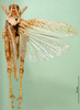 CollectionObject 1500237; 242cd36d-4db7-43e0-a7f0-f729e174b104, DORSA BA000584S01: male, dorsal view (syntype of Karasicola oertendali). (CollectionObject).