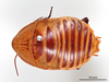 CollectionObject 1863295; b5ebe6db-97e6-4f9c-8659-3d0fd11d4c44: (CollectionObject).