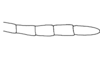 Megacheilacris graminicola (Descamps & Amédégnato, 1971): Fig. 92. male, end of antenna. (Otu).