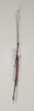 CollectionObject 1562693; 11d05cd3-0d37-483c-bd11-e082785c5ab5: copyright QMBA. male: dorsal view (paratype). (CollectionObject).
