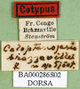 labels (paralectotype). Depicts CollectionObject 1589444; 13fdb190-6f53-4065-9f00-5cbe08423566, a CollectionObject.