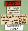 CollectionObject 1589444; 13fdb190-6f53-4065-9f00-5cbe08423566: labels (paralectotype). (CollectionObject).