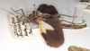 CollectionObject 1558261; 3aff3442-0e53-49ae-93de-908adbc14447: copyright OUMNH. female, lateral view (holotype). (CollectionObject).