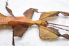 CollectionObject 1580928; 30facdb5-6f76-4c97-85c9-7d790b692822: copyright FRCS, Sabah. male: head & thorax (holotype). (CollectionObject).