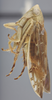 Habitus, lateral view: !! display not done !! on Acinopterus acuminatus Van Duzee, 1892: Lateral. (Observation).