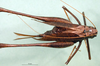 CollectionObject 1502613; 7dae0a67-312e-493a-b85d-7b35b604781d: female, dorsal view (syntype). (CollectionObject).