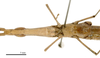CollectionObject 1538220; fd7c4925-b200-4662-a783-812db488e848: male head and torax, ventral view (holotype). (CollectionObject).
