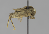 CollectionObject 1523458; 7579d326-9a80-4674-ad36-301e0e32452d: male, lateral view (holotype). (CollectionObject).