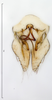 Subgenital plate: !! display not done !! on Scaphytopius angustatus (Osborn, 1905): (Observation).