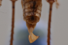 CollectionObject 1596730; 1497507f-20f6-4637-9bd1-37ffc4bcc78d, MPEG05024758: female terminalia, dorsal view (paratype). (CollectionObject).