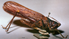 CollectionObject 1516496; a99efd4a-db8f-418e-b3a6-2da82eb44fc1: female habitus lateral view (syntype). (CollectionObject).
