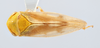 Habitus, dorsal view on Oncopsis citrella Hamilton, 1983: (Observation).