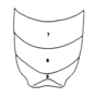 Ceuthophilus (Ceuthophilus) nevadensis Barnum, 1964: Fig. 116 (after holotype). male, distal abdominal tergites, dorsal view. (Otu).
