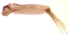 Subgenital plate, ventral view on Arapona vallea DeLong, 1979: Male holotype [OSU]: subgenital plate, ventral view. (Observation).