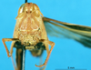 CollectionObject 1507069; c148751f-5ae6-42bf-a0cd-2bf2571b8047: female, frontal view (holotype of Rapsilla testacea). (CollectionObject).