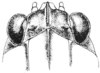 Neotettix proavus Rehn & Hebard, 1916: Fig. 94. male, head, dorsal view. (Otu).