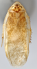 CollectionObject 1569233; 10feeadb-2f32-4d47-9701-91d902038cd9: Photo by Heidi Hopkins. Holotype, adult male, dorsal habitus. (CollectionObject).